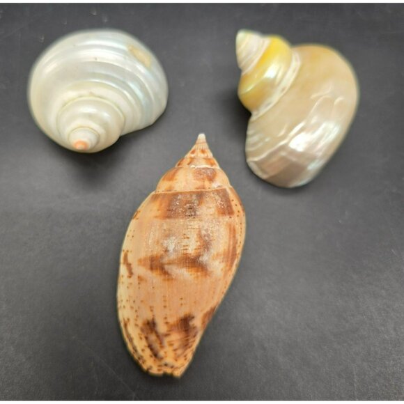 Natural Seashells Snail Hermit Crab Spiral Shells & Volute Cymbiola DH1363 - Picture 8 of 8